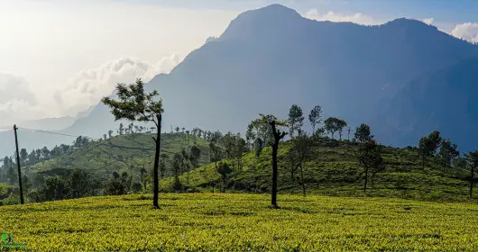best stays in ooty for couples